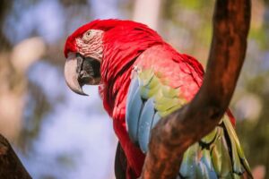 Close-up de arara no Parque das aves, em Foz do Iguaçu