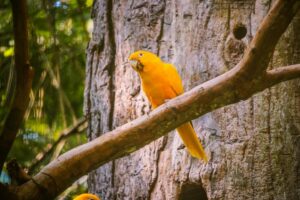 Ave em galho no Parque das Aves, em Foz do Iguaçu